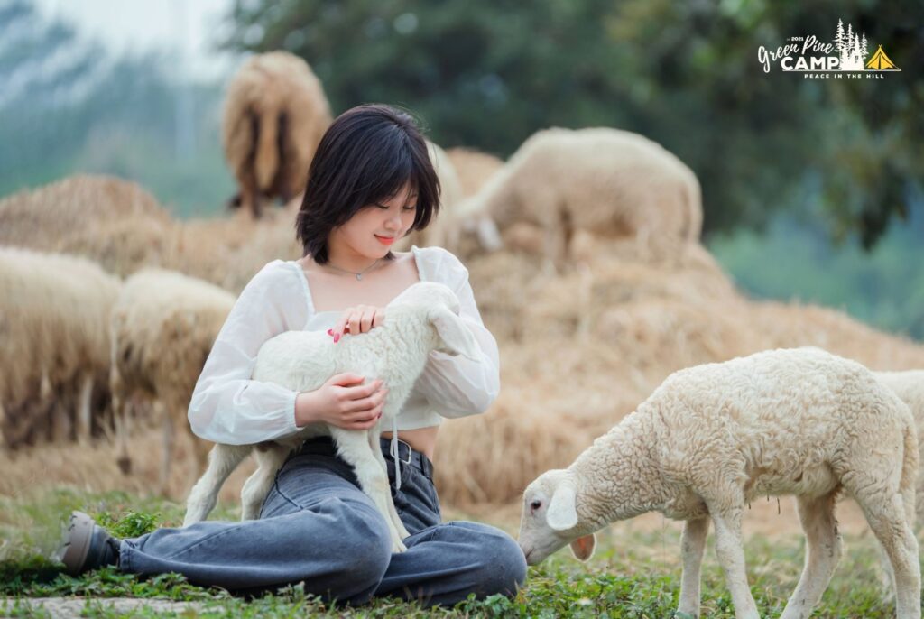 Có một Đà Lạt thu nhỏ ở Ninh Bình